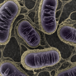 Photobiomodulation et mitochondries : le rôle clé du cytochrome c oxydase