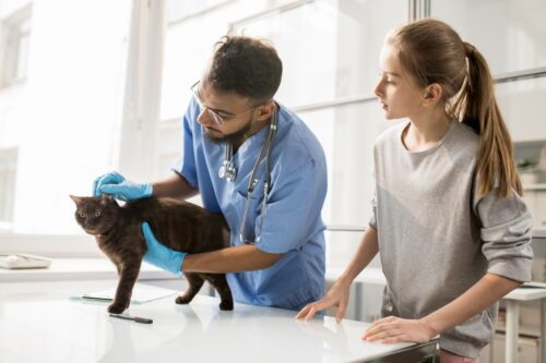 photobiomodulation-veterinaire