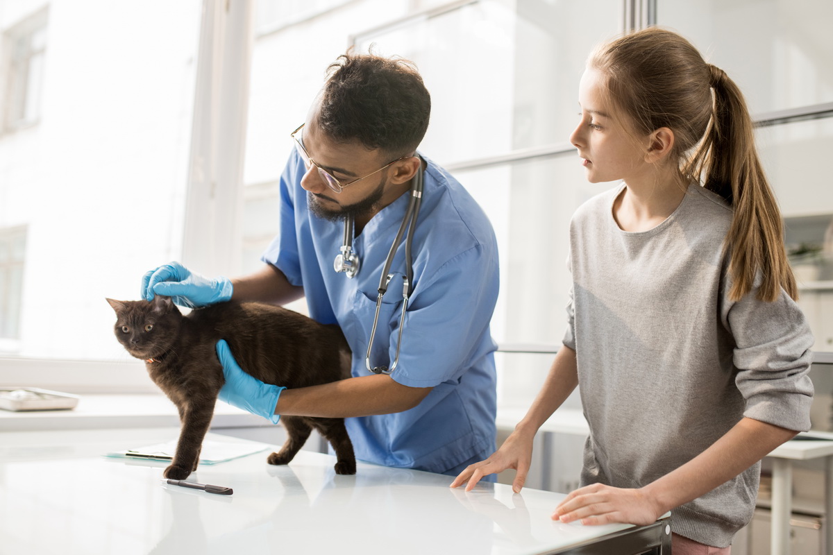 photobiomodulation-veterinaire